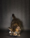 Kitten on black background in studio Royalty Free Stock Photo