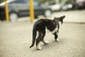 The kitten is walking down the street Royalty Free Stock Photo