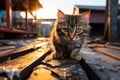 a kitten is walking on a wooden bridge at sunset Royalty Free Stock Photo