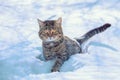 Kitten walks in the deep snow