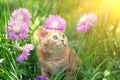 Kitten walks on the floral lawn