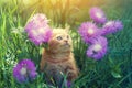 Kitten walks on the floral lawn