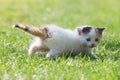 The kitten walks on the grass