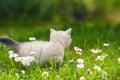 Kitten walks on green lawn Royalty Free Stock Photo