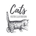 Kitten walks vector illustration.