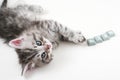 Kitten wants help Royalty Free Stock Photo