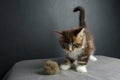 Kitten was wonderful Maine Coon Royalty Free Stock Photo