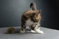 Kitten was wonderful Maine Coon Royalty Free Stock Photo