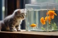 The kitten watches the fish in the aquarium.