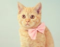 Kitten wearing bow tie Royalty Free Stock Photo