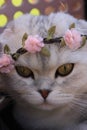 Kitten wearing chaplet Royalty Free Stock Photo