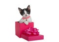 Kitten wearing collar peeking out of pink present box, isolated Royalty Free Stock Photo