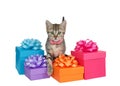 Kitten wearing collar reaching over birthday presents Royalty Free Stock Photo