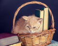 Kitten wearing glasses, sitting in a basket with books Royalty Free Stock Photo