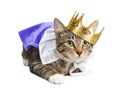 Kitten wearing prince costume