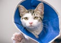 A kitten wearing a protective Elizabethan collar after surgery