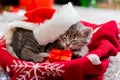 Kitten wearing a Santa Claus hat. Christmas cat licking gift box near the garland lights. Cristmas presents gifts from pet