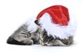 Kitten wearing a Santa hat