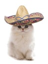 Kitten wearing a sombrero