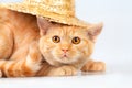 Kitten wearing straw hat Royalty Free Stock Photo