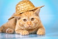 Kitten wearing straw hat Royalty Free Stock Photo