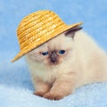 Kitten wearing straw hat Royalty Free Stock Photo