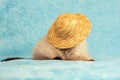 Kitten wearing straw hat Royalty Free Stock Photo