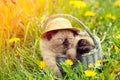 Kitten wearing straw hat, sitting in a basket Royalty Free Stock Photo