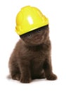 Kitten wearing a yellow builders hard hat