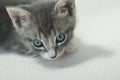 Gray tabby Kitten up close face portrait white background
