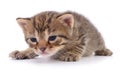 Kitten on white background