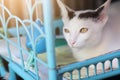 Kitten White cat sitting and enjoy on Blue basket with sunlight Royalty Free Stock Photo