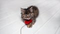 Kitten with toy on white floor Royalty Free Stock Photo