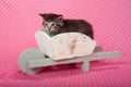 Kitten in white wheelbarrow Royalty Free Stock Photo