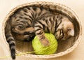 A kitten winds a ball of threads lying in a goat Royalty Free Stock Photo