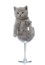 Kitten in a wine glass Royalty Free Stock Photo