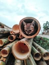 Kitten in the wood hole