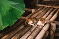 A kitten on a wooden bridge under a lotus leaf Royalty Free Stock Photo
