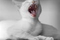 Kitten Yawn Mouth Teeth Duotone