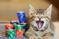 kitten yawning beside an allin bet with colorful chips Royalty Free Stock Photo