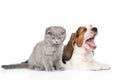 Kitten and yawning basset hound puppy together. isolated on white Royalty Free Stock Photo