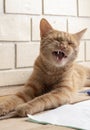 KItten yawning after dream, lying on wooden table Royalty Free Stock Photo