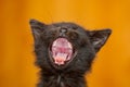 Kitten yawning