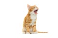 Kitten yawning Royalty Free Stock Photo