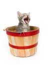 Kitten yawns in a basket Royalty Free Stock Photo