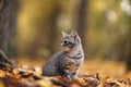 Kitten in yellow autmn leaves Royalty Free Stock Photo