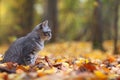 Kitten in yellow leaves autmn Royalty Free Stock Photo