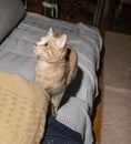 Kitten yellow tabby cat staring in surprise at soap bubbles. Royalty Free Stock Photo