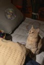 Kitten yellow tabby cat staring in surprise at soap bubbles. Royalty Free Stock Photo