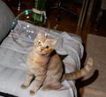 Kitten yellow tabby cat staring in surprise at soap bubbles. Royalty Free Stock Photo